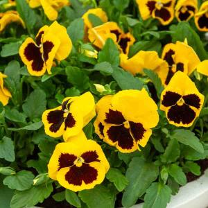 Pensée Géante Or du Rhin